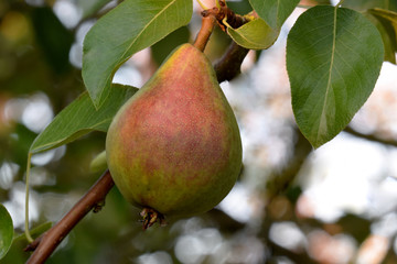 Common Pear 04