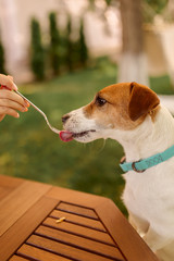 the dog Jack Russell sits at the table outdoors, begging for food, the dog is spoon-fed