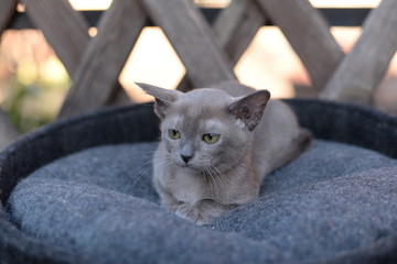 kitten Scottish British cat Burmese munchkin animals 
