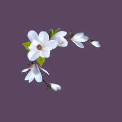 Premade arrangement magnolia flowers. Realistic magnolia for gretting card