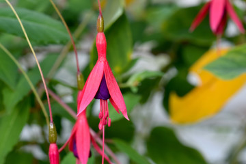 Pink Fuchsia 01