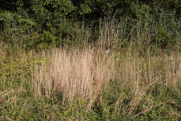 reeds in the water