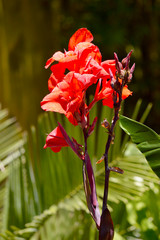 Canna generalis President