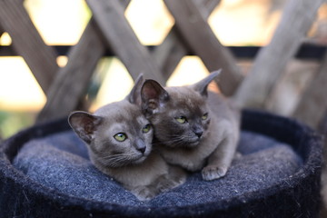 kitten scottish british cat burma munchkin animals
