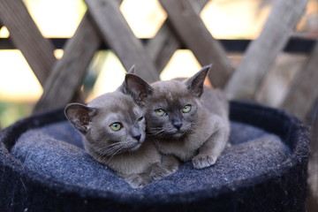 kitten scottish british cat burma munchkin animals