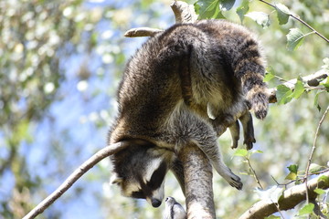 racoon