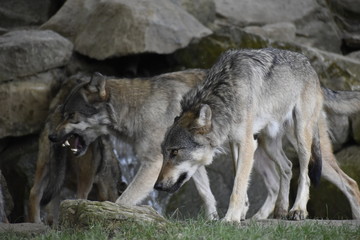 gray wolf canis lupus