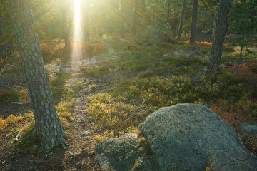 Trunks of pine trees in the forest lit by the sun.