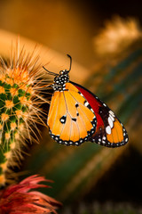 Macro shots, Beautiful nature scene. Closeup beautiful butterfly sitting on the flower in a summer garden.