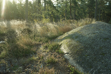 Morning sun beams in the forest.