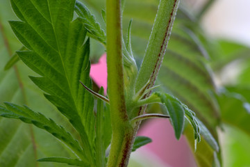 Tiny Leaf Cherry Punch 04