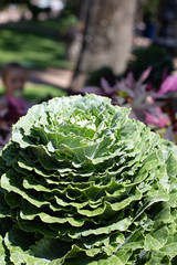 cabbage in the garden