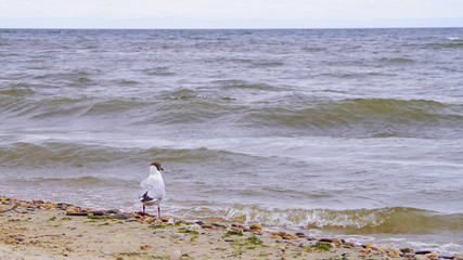 lone seagull on a sandy seashore in cloudy weather.