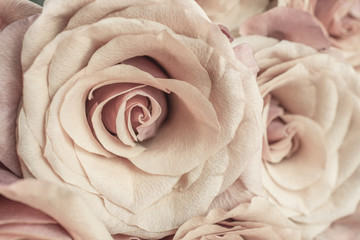 Macro close up of fresh orange and red roses on  abstract background