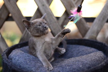 kitten scottish british cat burma munchkin animals
