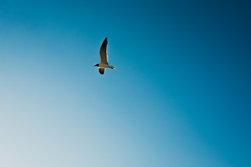 seagull in flight with rich blue sky