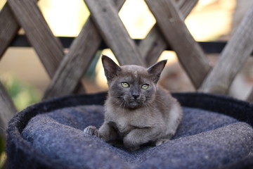 kitten scottish british cat burma munchkin animals