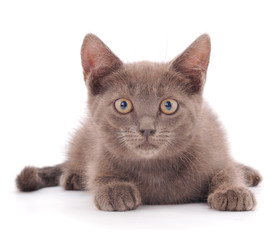 Small gray kitten.