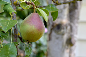 Tree Knot Pear 03