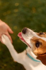 A dog's paw and a human hand make a handshake. Friendly handshake between man and dog