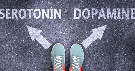 Serotonin and dopamine as different choices in life - pictured as words Serotonin, dopamine on a road to symbolize making decision and picking either one as an option, 3d illustration