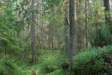 Footpath in forest between trees and plants.