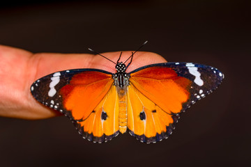Beautiful Closeup butterfly at your fingertips in a summer garden
