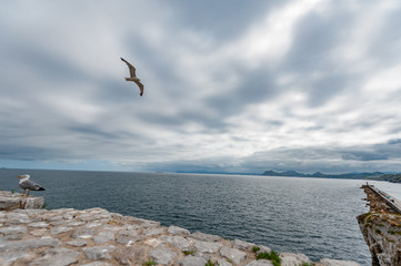 seagull on the rocks