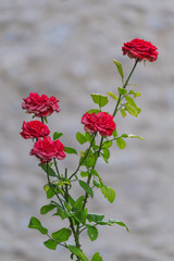 Fototapeta na wymiar fresh red rose shot outdoors