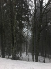 Forêt mystère