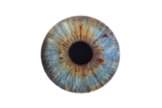 blue human iris on white background
