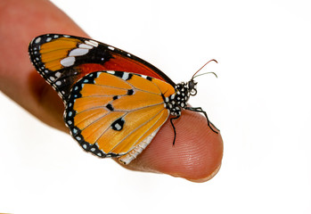 Fototapeta na wymiar Beautiful Closeup butterfly at your fingertips in a summer garden