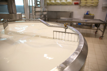 Milk in curd preparation tank at cheese factory