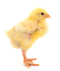 One yellow chicken.