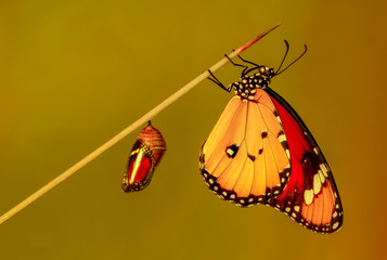 Amazing moment ,Monarch Butterfly, pupae  . Concept transformation of Butterfly