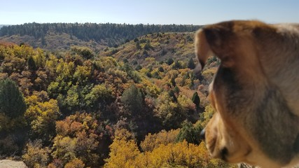 Dog overlooking a valley in autumn