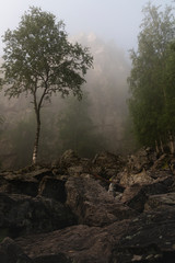 misty morning in the forest