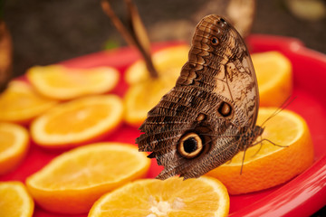 W motylarni © Dariusz