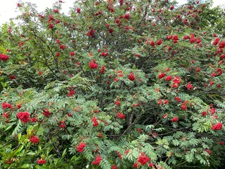 Large tree, with abundant red berries, on waste ground in, Bradford, Yorkshire, UK