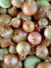  yellow onions, harvest of onions 