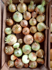 yellow onions, harvest of onions in wooden boxes