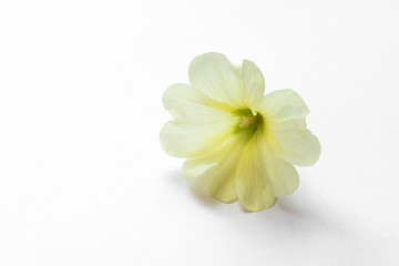 White-yellow mallow flower on a white background. Tenderness, beauty, health