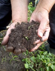 old woman's hands hold a handful of earth
