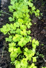 parsley, young juicy parsley shoots on garden bed