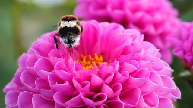 Black and yellow bumble bee extracts nectar from dahlia flowers