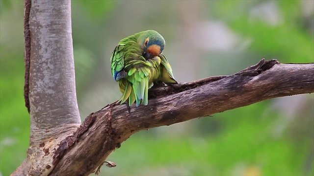 Peach-fronted Parakeet (Eupsittula aurea) cleaning its feathers. Brazil