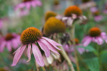 Sonnenhut, Echinacea purpurea