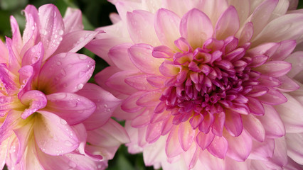 close up of pink and white  dahlia flower with rain drops