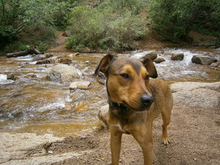 A mountain cur stands near a stream in the Rocky Mountains