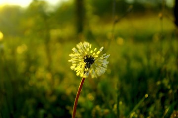 A close up of the head of a white fluffy dandelion plant. puffy dandelion with seeds in morning...